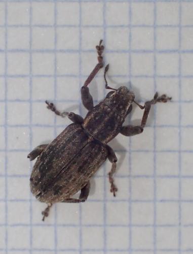 Réf. 221 004 : Sitona sp.